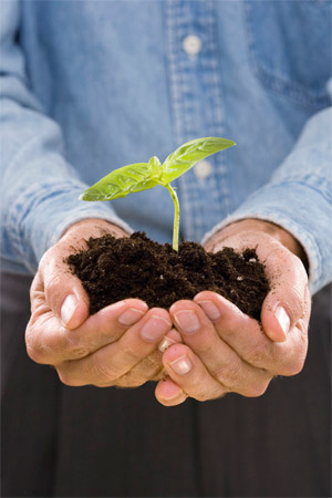 SEO is Like Planting a Seedling