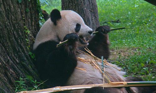 Panda Update is Good News ... Unless You're the Bamboo!