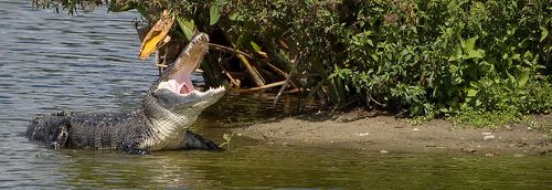 A Yawning Gator ... Now, That's Interesting!