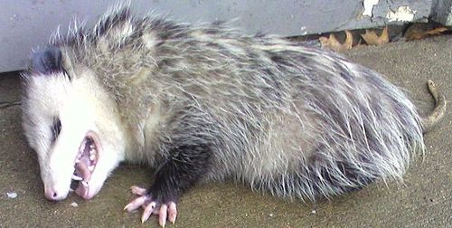 Stop Playing Opossum, and Be More Awesome